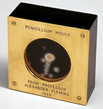 penicillin-probe